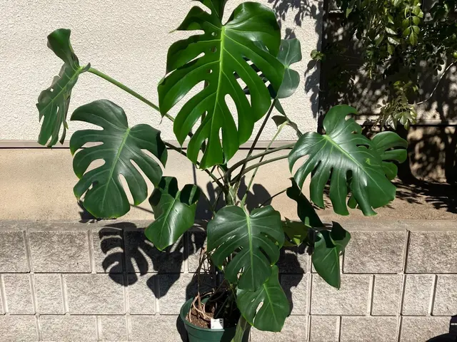 豊富な経験で安心！女性スタッフ同行可能♪アフターケアも力入れています！サービスの画像