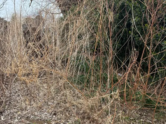 ★ 草ぼうぼうでも大丈夫！気持ちもすっきり丁寧・安心の草刈りサービス！サービスの画像