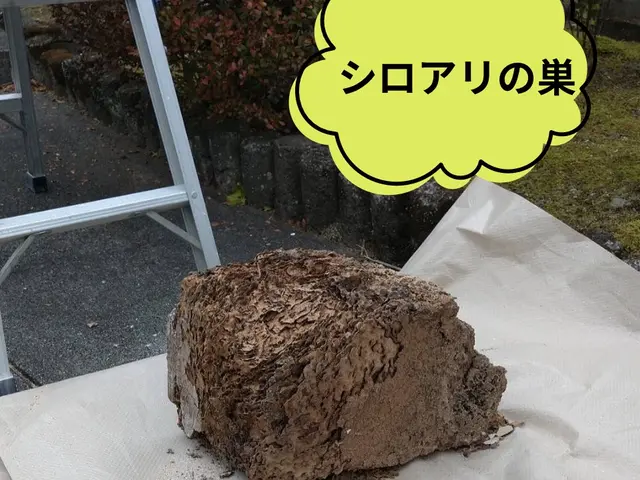 ◤店長訪問◎非喫煙◎即日・緊急のご相談可◎◢サービスの画像