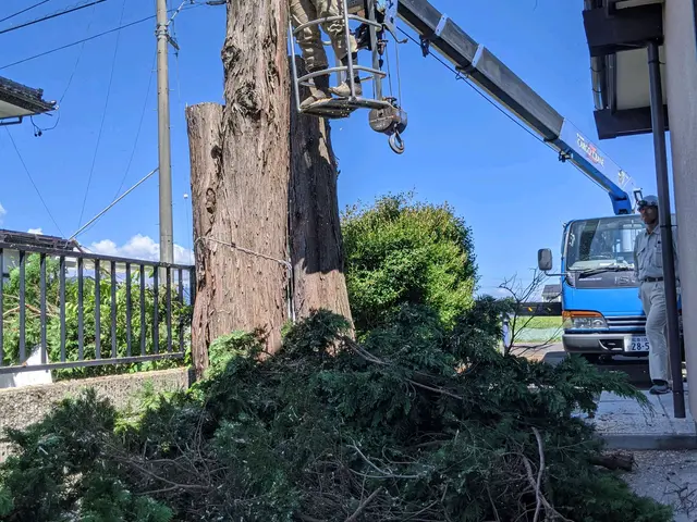 《公認》伐採、抜根、立ち会い無しOK【HFクリーンサービス】にお任せ下さいサービスの画像