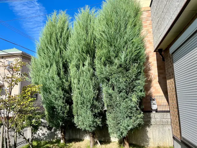 【グリーンいわい】１級造園技能士があなたのお庭をスッキリいたします！サービスの画像