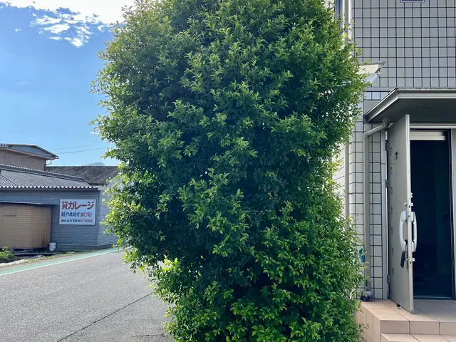 【グリーンいわい】１級造園技能士があなたのお庭をスッキリいたします！サービスの画像