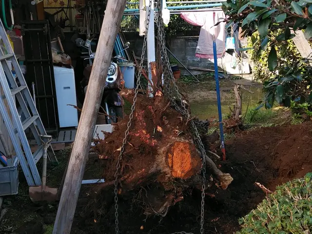 伐採　抜根に自信あります。サービスの画像