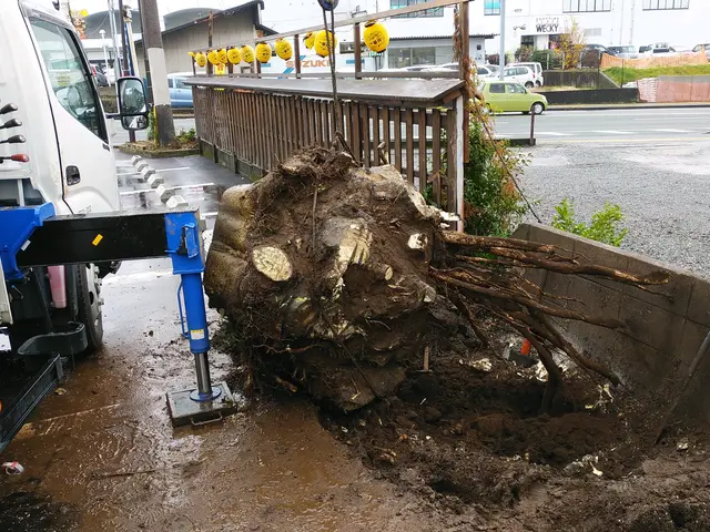 伐採　抜根に自信あります。サービスの画像