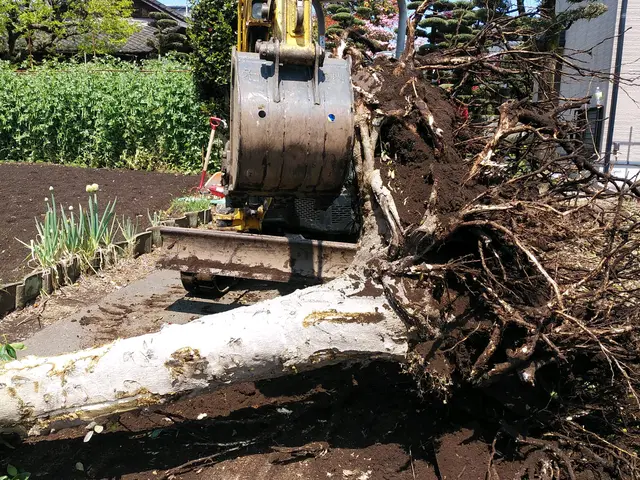 伐採　抜根に自信あります。サービスの画像