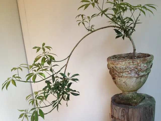 クレカやQR決済も可◎観葉植物販売店の元オーナーがご自宅へ植え替えデリバリー！サービスの画像