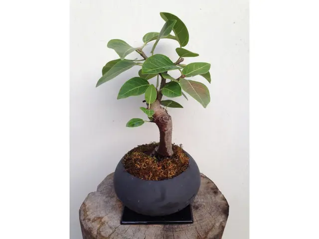 クレカやQR決済も可◎観葉植物販売店の元オーナーがご自宅へ植え替えデリバリー！サービスの画像