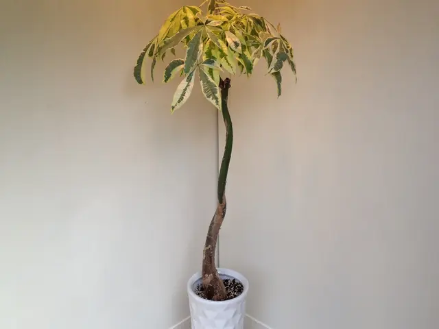 クレカやQR決済も可◎観葉植物販売店の元オーナーがご自宅へ植え替えデリバリー！サービスの画像