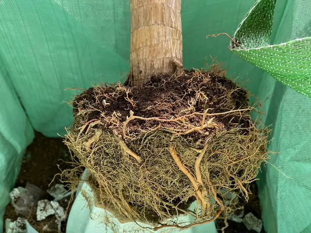 クレカやQR決済も可◎観葉植物販売店の元オーナーがご自宅へ植え替えデリバリー！サービスの画像