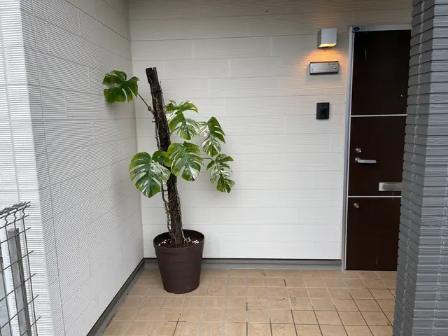 クレカやQR決済も可◎観葉植物販売店の元オーナーがご自宅へ植え替えデリバリー！サービスの画像