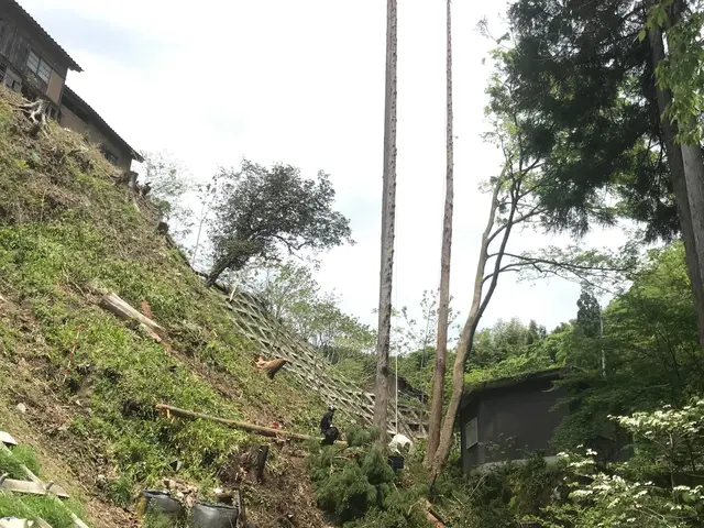 【家よりも高い木の対応可能】庭木屋さんに断られた木も対応OK 。損害保険加入済みサービスの画像