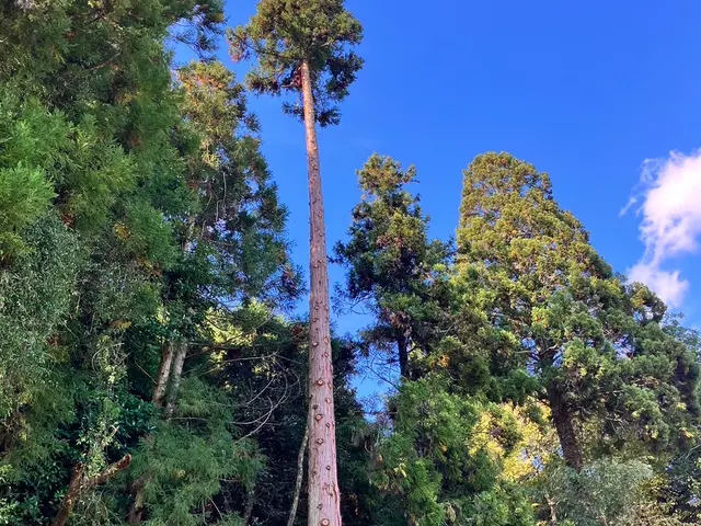 【家よりも高い木の対応可能】庭木屋さんに断られた木も対応OK 。損害保険加入済みサービスの画像