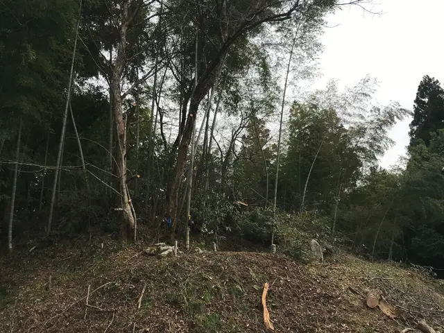 【家よりも高い木の対応可能】庭木屋さんに断られた木も対応OK 。損害保険加入済みサービスの画像
