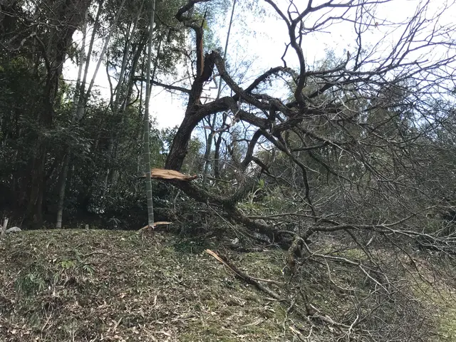 【家よりも高い木の対応可能】庭木屋さんに断られた木も対応OK 。損害保険加入済みサービスの画像