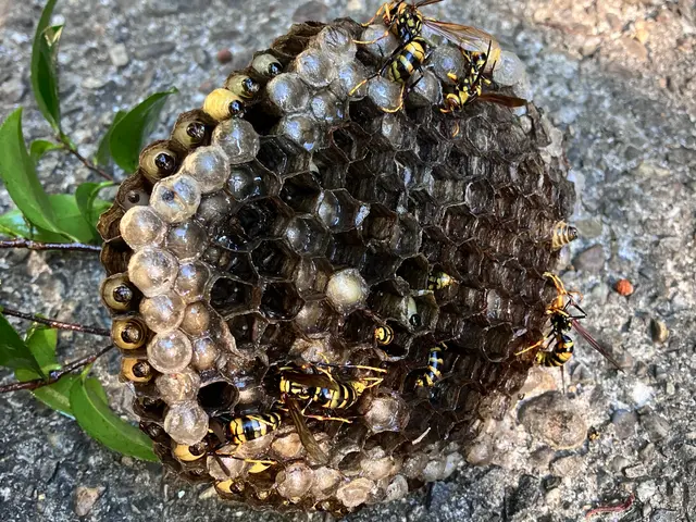 スピード返信スピード対応☆アシナガバチは7800円〜サービスの画像