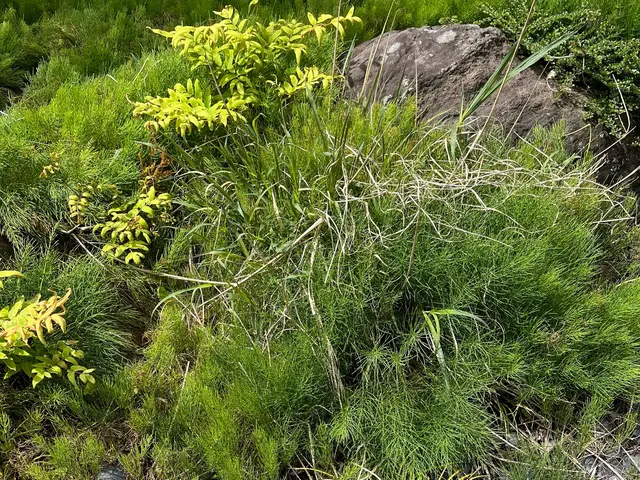 安い、早い、丁寧をモットーに！　　　　親切丁寧な草刈りサービス！サービスの画像