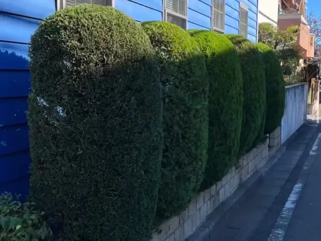 お庭の大きくなり過ぎた生垣を綺麗にサービスの画像