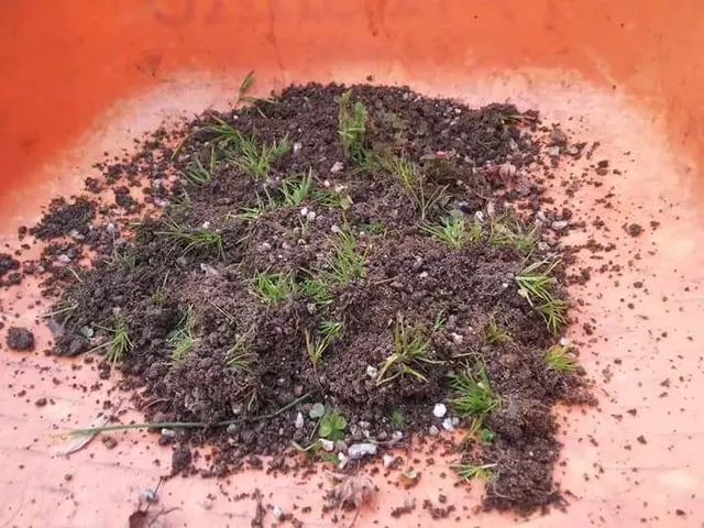 庭師さんでも嫌がる【草むしり】北九州および近郊　毎年繰り返しのお宅４３軒の実績サービスの画像