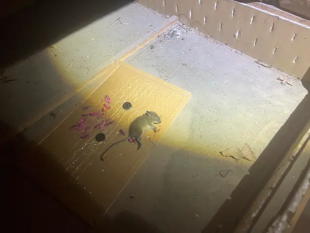 ネズミ駆除プロ｜家全体の侵入口特定と再発防止施工サービスの画像