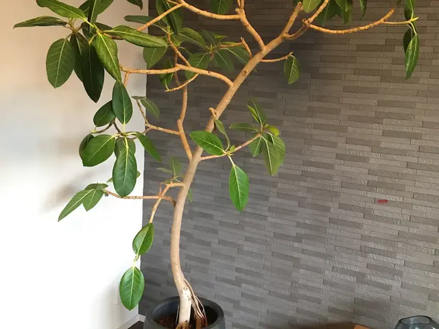 【3月以降10月末まで！】大切な植物の植替えはプロにお任せ！健やかに仕立てます。サービスの画像