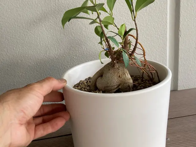 【3月以降10月末まで！】大切な植物の植替えはプロにお任せ！健やかに仕立てます。サービスの画像