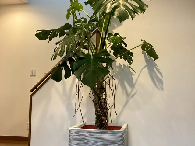 【3月以降10月末まで！】大切な植物の植替えはプロにお任せ！健やかに仕立てます。サービスの画像