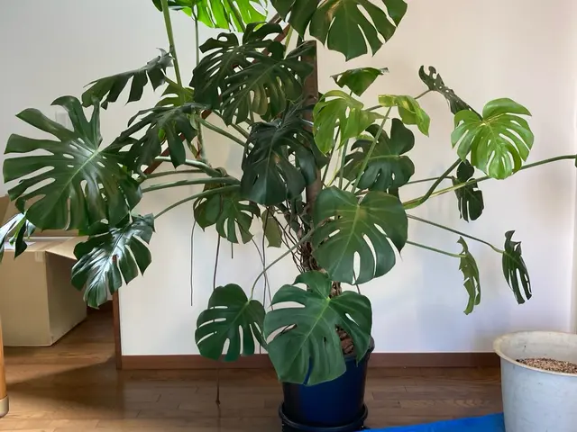 【3月以降10月末まで！】大切な植物の植替えはプロにお任せ！健やかに仕立てます。サービスの画像