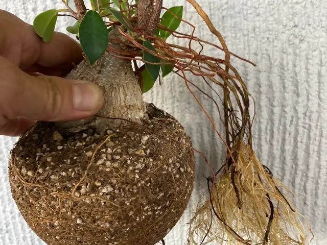 【3月以降10月末まで！】大切な植物の植替えはプロにお任せ！健やかに仕立てます。サービスの画像