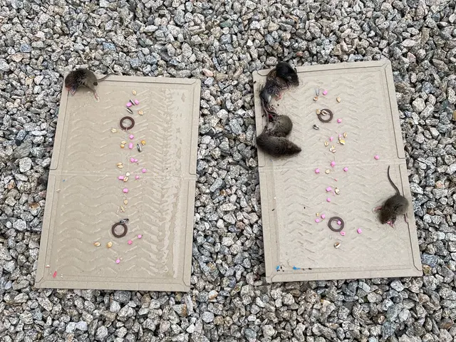 完全駆除のご提案など、屋根裏の騒音被害など日頃のストレスを完全に無くします！サービスの画像