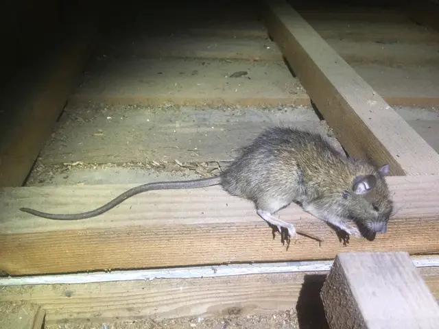 完全駆除のご提案など、屋根裏の騒音被害など日頃のストレスを完全に無くします！サービスの画像