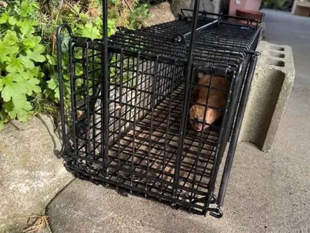 200件以上の実績！無料診断から始まるハクビシン・アライグマ・イタチ駆除サービスサービスの画像