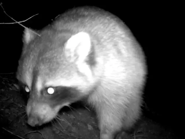 200件以上の実績！無料診断から始まるハクビシン・アライグマ・イタチ駆除サービスサービスの画像