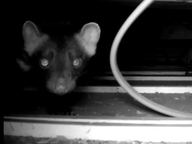 200件以上の実績！無料診断から始まるハクビシン・アライグマ・イタチ駆除サービスサービスの画像