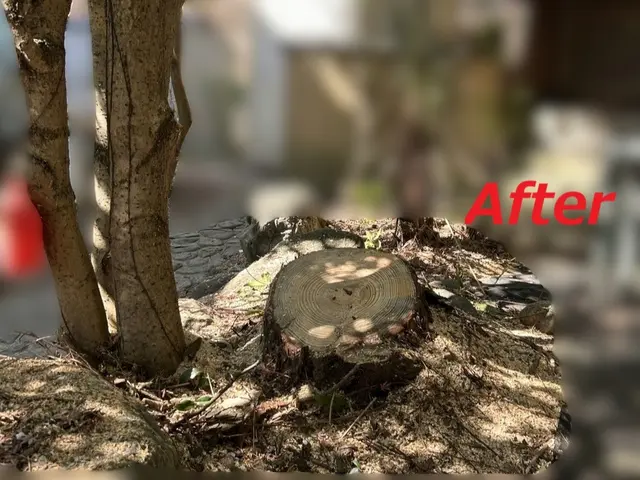 枯れてしまった庭木や管理が難しくなった庭木の伐採を行います。サービスの画像