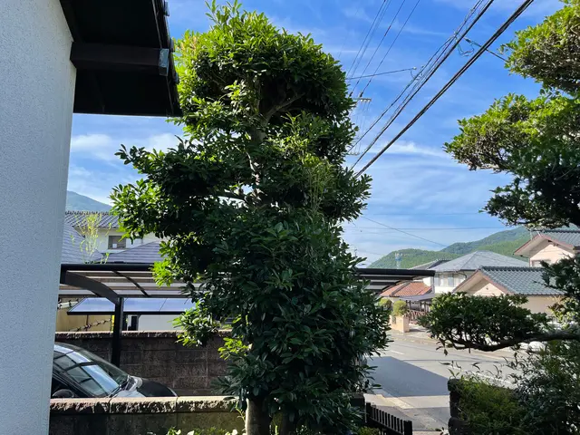 伸びすぎた庭木の剪定！ついでに害虫や病気予防に消毒も◎定期的な施工がオススメ♪サービスの画像