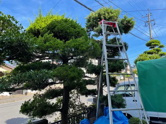 伸びすぎた庭木の剪定！ついでに害虫や病気予防に消毒も◎定期的な施工がオススメ♪サービスの画像