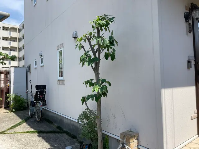 伸びすぎた庭木の剪定！ついでに害虫や病気予防に消毒も◎定期的な施工がオススメ♪サービスの画像