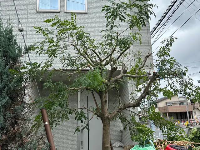 庭木の剪定お任せください｜安全第一・丁寧作業サービスの画像