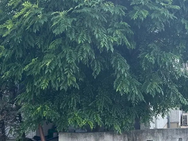 庭木の剪定お任せください｜安全第一・丁寧作業サービスの画像