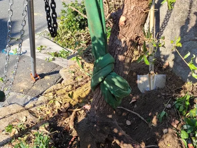 大きくなり過ぎた庭木に悩んでいませんか？【業歴20年】是非お任せください☆サービスの画像