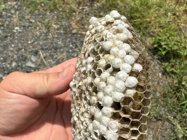 ◆ハチ駆除/夜間＆日曜祝日専門 ◆アシナガバチなら8000円◆100%自社対応サービスの画像