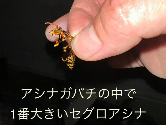 ◆ハチ駆除/夜間＆日曜祝日専門 ◆アシナガバチなら8000円◆100%自社対応サービスの画像