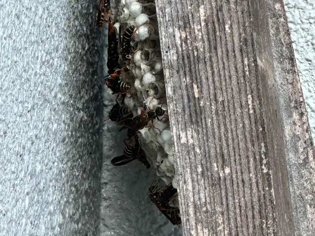 ◆ハチ駆除/夜間＆日曜祝日専門 ◆アシナガバチなら8000円◆100%自社対応サービスの画像