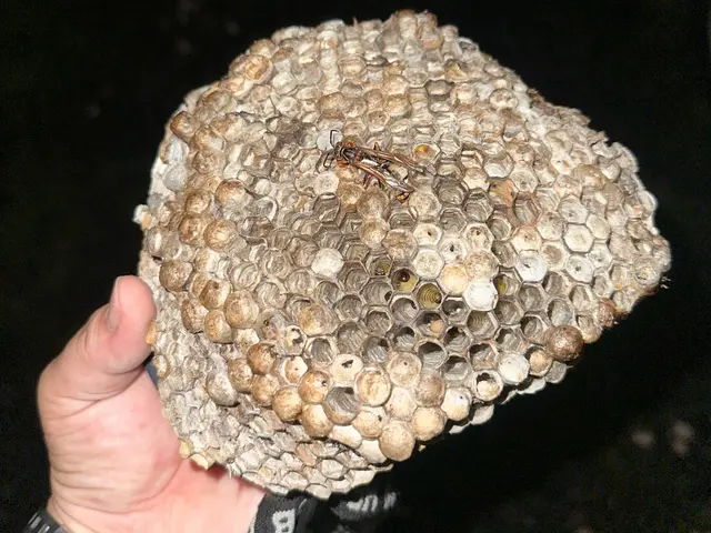 ◆ハチ駆除/夜間＆日曜祝日専門 ◆アシナガバチなら8000円◆100%自社対応サービスの画像