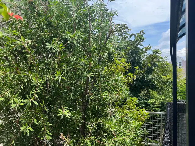 伸び切った庭木の調整しキレイなお庭を再現いたします。サービスの画像