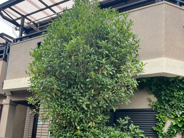 伸び切った庭木の調整しキレイなお庭を再現いたします。サービスの画像