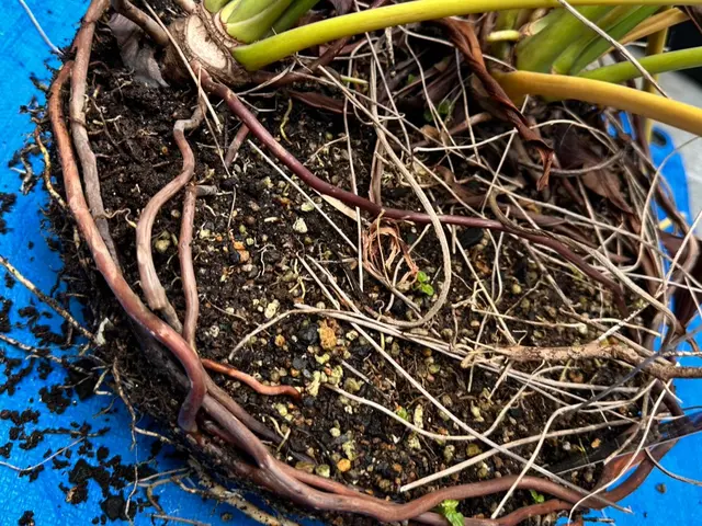 観葉植物の『診断』回復・植え替え代行サービスの画像
