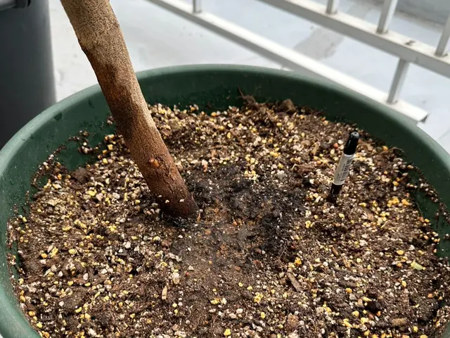 観葉植物の『診断』回復・植え替え代行サービスの画像