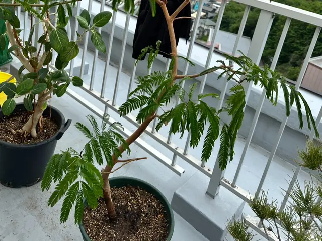 観葉植物の『診断』回復・植え替え代行サービスの画像