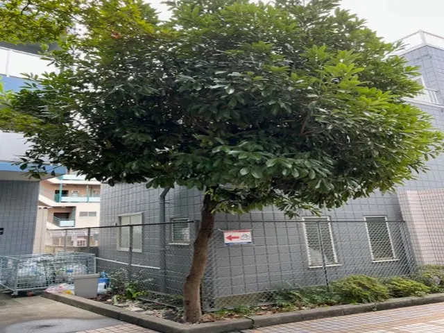 ケムシ駆除サービスの画像